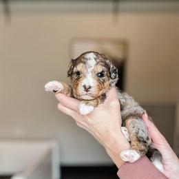 Black Widow - Blue merle female Bernedoodle puppy in Jackson, Missouri from Pincksten Family Doodles
