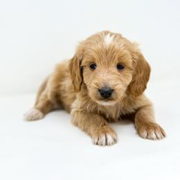 REBEL - Apricot male Goldendoodle puppy in Davison, Michigan from Dreaming Doodles