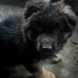 Girl 2 - Black and red female German Shepherd puppy in Gastonia, North Carolina from Moon Dragon Kennels
