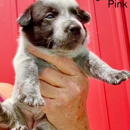 Female 7 - Blue mottled Australian Cattle Dog puppy in Morton, Mississippi from Heart K Kennels