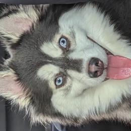 Versace - Pomsky