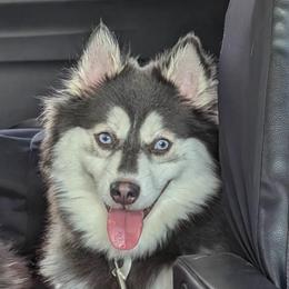 Versace - Pomsky