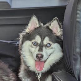 Versace - Pomsky