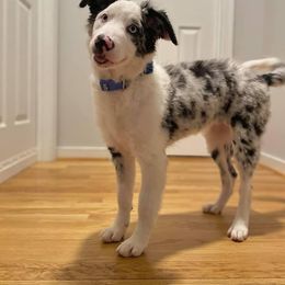 Border Collie Puppies from Willow Spring Border Collies