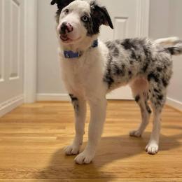Border Collie Puppies from Willow Spring Border Collies