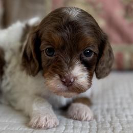 Story - Merle female Cavapoo puppy in Beckley, West Virginia from By Design Doodles