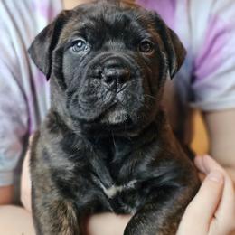 Bullmastiff Puppies from Valkyrie Bullmastiffs