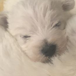 West Highland White Terrier Puppies from Twin Oaks Westies