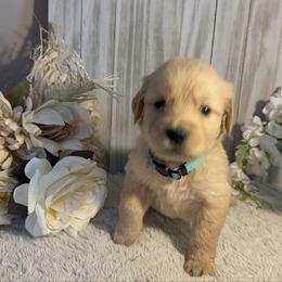 4th Pick Male - Golden male Golden Retriever puppy in Waddell, Arizona from Sunshine Mountain Retrievers