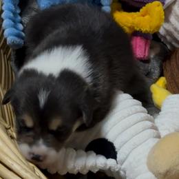 AKC Green Cow - Black and tan male Pembroke Welsh Corgi puppy in Summerfield, Florida from Promise Land Farm