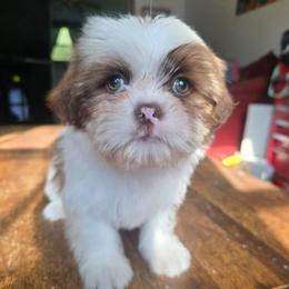 Belle - Tricolor female Shih Tzu puppy in Stroudsburg, Pennsylvania from Puppyville Pa Shih Tzu & frenchies