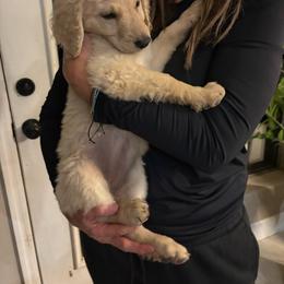 Shirley - Cream female Goldendoodle puppy in Tucson, Arizona from Cheryl's Goldendoodles