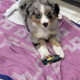 Miniature Australian Shepherd Puppies from Bear River Ranch