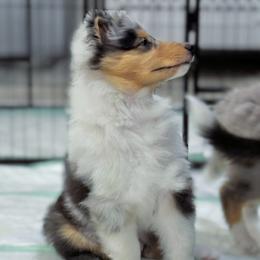 Blue Boy - Blue merle and white male Collie puppy in Venice, Florida from SUNCREST COLLIES