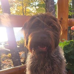 Wirehaired Pointing Griffon All Grown Up from Maine Backwoods Kennel