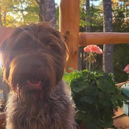 Wirehaired Pointing Griffon All Grown Up from Maine Backwoods Kennel