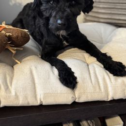 Pup #6 - Black Miniature Schnauzer puppy in Columbia, South Carolina from DM Schnoodles and schnauzers