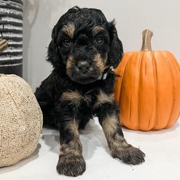 Wilder - Black and tan male Cavapoo puppy in Flagstaff, Arizona from Gunstock Doodles