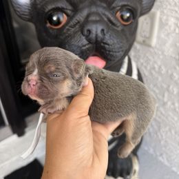 Angus - Tricolors male French Bulldog puppy in Florida from Doxie Rugrats