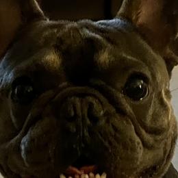 French Bulldogs from Pawsitive Frenchies