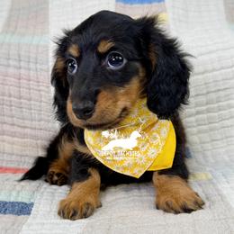 Heidi AKC - Black and tan female Dachshund puppy in South Easton, Massachusetts from Depot Dachsies
