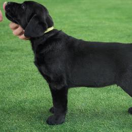 Labrador Retriever Puppies from McCracker Pond Labradors