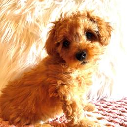 Autumn - Red  female Poodle puppy in Hephzibah ( Richmond County ), Georgia from Healing Pawz LLC