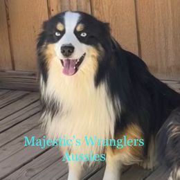 Wyatt - Australian Shepherd