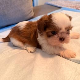 Angel G - Tricolor male Shih Tzu puppy in Apple Valley, California from Garcia_shihtzu