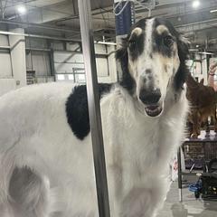 Borzois from Chernaya Voda Borzoi