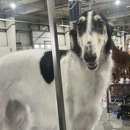 Borzois from Chernaya Voda Borzoi