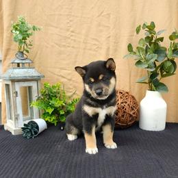 Zoey - Black and tan female Shiba Inu puppy in Illinois from Precious-Puppies