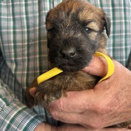 Mila. Yellow collar - Wheaten female Soft Coated Wheaten Terrier puppy in Cody, Wyoming from Yellowstone Breeders