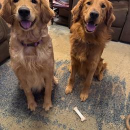 Golden Retriever puppies from Golden Girls Furever Friends