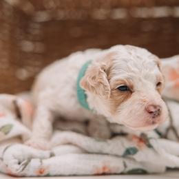 Teal Boy - Cream male Cavapoo puppy in Mckinney, Texas from Doodles of North Tx