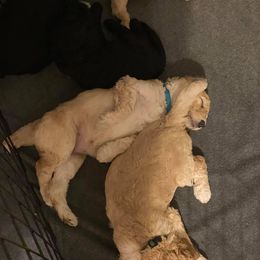 "Milk Wasted" Goldendoodle Puppies from SMTX Doodles