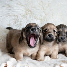 Dachshund Puppies from CTX Doxies