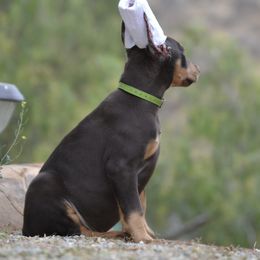 Doberman Pinscher Puppies from Obsidian Kennels