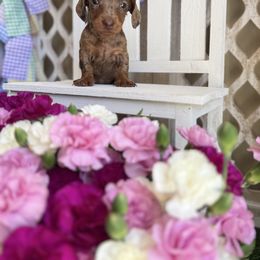 Chocolate and tan dapple wire hair - Dapple female Dachshund puppy in Wills Point, Texas from East Mini Dachshunds Texas
