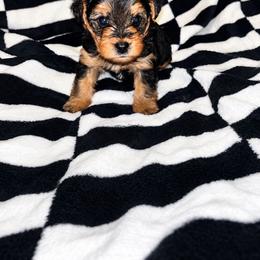 Porky - Black and tan male Yorkipoo puppy in Gastonia, North Carolina from Banks Dynasty Kennel