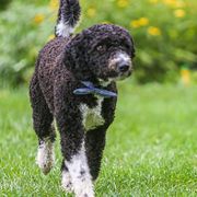 Spanish Water Dogs from O'Reilly Kennels