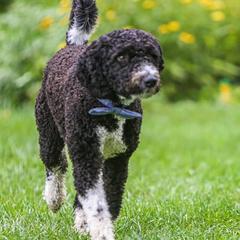 Spanish Water Dogs from O'Reilly Kennels
