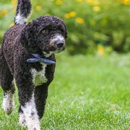 Spanish Water Dogs from O'Reilly Kennels