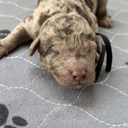 Boy 2 - Merle male Labradoodle puppy in Manor, Texas from The Lovadoodles of Texas