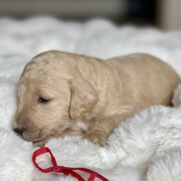 Zazu - Apricot female Labradoodle puppy in San Antonio, Texas from I Love U Back Labradoodles, LLC