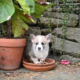 Pembroke Welsh Corgi Puppies from A&A’s Adorable Corgis
