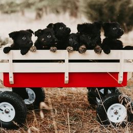 German Shepherd Puppies from Meaurroway Opessa Shepherds