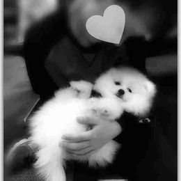 Pomeranian Puppies from The Bomb Poms