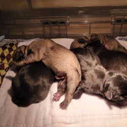 French Bulldog and Pug Puppies from Circus Pugs & Frenchies