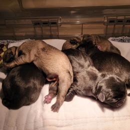 French Bulldog and Pug Puppies from Circus Pugs & Frenchies